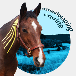 Kurs Kinesiotaping Equine KTE1/KTE2 - 21-22 MARCA 2026 r. - MOSZNA